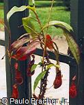 Nepenthes chelsonii
