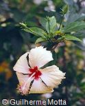 Hibiscus rosa-sinensis ´Sprinkle Rain´