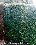 Buxus sempervirens