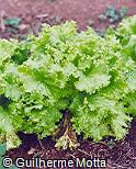 Lactuca sativa Lactuca sativa