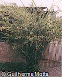 Hibiscus schizopetalus