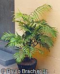 Chamaedorea elegans Chamaedorea elegans