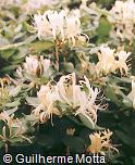 Lonicera japonica