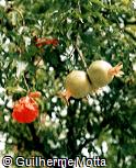 Punica granatum Punica granatum
