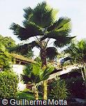 Pritchardia pacifica
