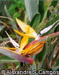 Strelitzia reginae Estrelítzia , Flor-da-rainha , Ave-do-paraíso , Flor-ave-do-paraíso , Estrelícia , Ave-do-paraíso , Papagaios , Flor-de-pájaro , Ave-del-paraiso