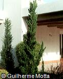 Juniperus chinensis ´Kaizuka´ Juniperus chinensis ´Kaizuka´