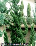 Juniperus chinensis ´Kaizuka´ Juniperus chinensis ´Kaizuka´