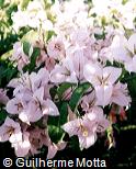 Bougainvillea spectabilis Bougainvillea spectabilis