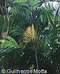 Areca triandra