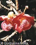 Couroupita guianensis Couroupita guianensis