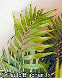 Chamaedorea elegans Chamaedorea elegans