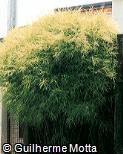 Bambusa gracilis Bambusa gracilis