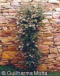 Abelia x grandiflora