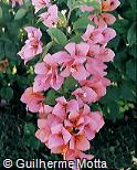 Bougainvillea spectabilis Bougainvillea spectabilis