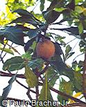 Genipa americana Genipa americana