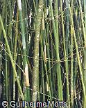 Bambusa vulgaris