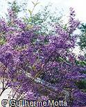 Petrea subserrata Flor-de-são-miguel , Capela-de-viúva , Touca-de-viúva , Viuvinha , Petréia