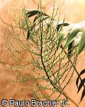 Chamaedorea elegans Chamaedorea elegans