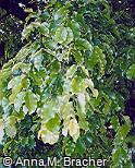 Lecythis pisonis Lecythis pisonis