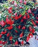 Malvaviscus arboreus Malvaviscus , Hibisco-colibri , Chupetinha , Malvavisco