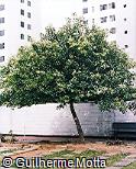 Ligustrum lucidum Ligustrum lucidum