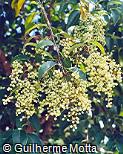 Ligustrum lucidum Ligustrum lucidum
