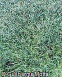 Zoysia japonica