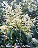Ligustrum lucidum Ligustrum lucidum