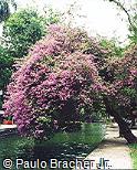Bougainvillea spectabilis Bougainvillea spectabilis