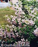 Bougainvillea spectabilis Bougainvillea spectabilis