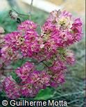 Bougainvillea spectabilis Bougainvillea spectabilis
