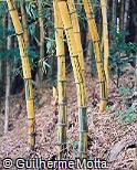 Abrir ficha do item Bambusa vulgaris ´Vittata´ Abrir ficha do item Bambusa vulgaris ´Vittata´