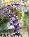 Petrea subserrata Petrea subserrata