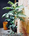 Chamaedorea elegans Chamaedorea elegans