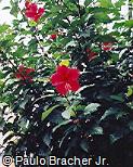 Hibiscus rosa-sinensis Hibiscus rosa-sinensis