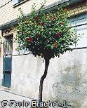 Hibiscus rosa-sinensis Hibiscus rosa-sinensis