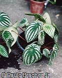 Peperomia sandersii Peperomia sandersii