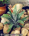Aechmea chantinii