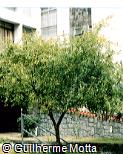 Punica granatum Punica granatum
