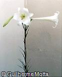 Lilium regale, Lírio-regalo , Azucena , Lilium , Martagón