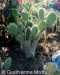 Opuntia leucotricha