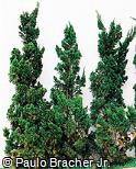Juniperus chinensis ´Kaizuka´ Juniperus chinensis ´Kaizuka´