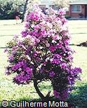 Tibouchina mutabilis Tibouchina mutabilis
