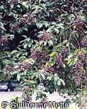 Ligustrum lucidum Ligustrum lucidum