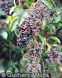 Ligustrum lucidum Ligustrum lucidum