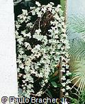 Hedera canariensis ´Gloire de Marengo´