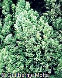 Juniperus chinensis ´Kaizuka´ Juniperus chinensis ´Kaizuka´