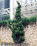 Juniperus chinensis ´Kaizuka´ Juniperus chinensis ´Kaizuka´