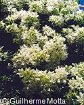 Bougainvillea spectabilis Bougainvillea spectabilis
